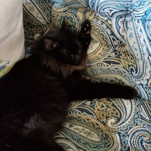 Meet your Posher, Alexa